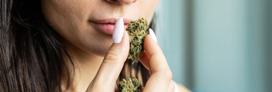 Fleur de CBD